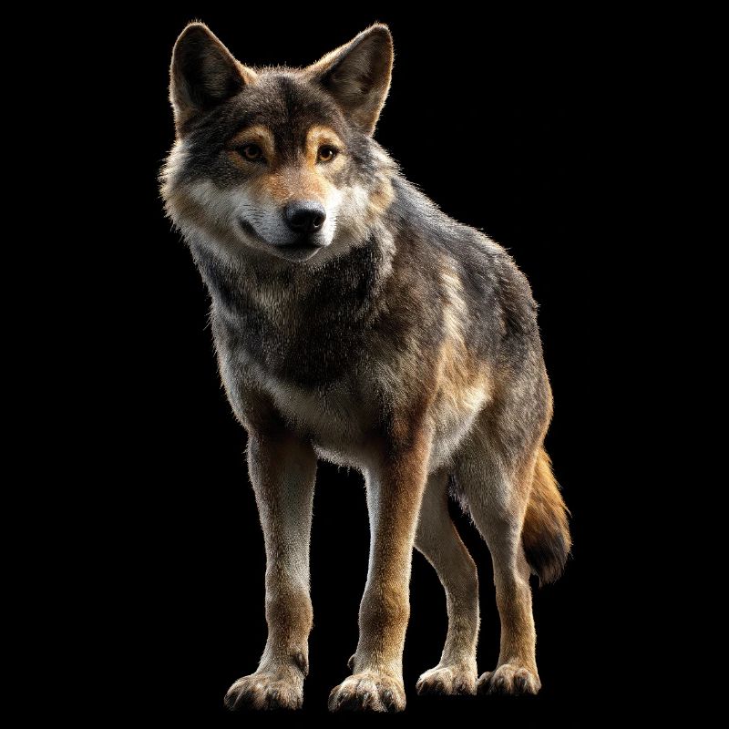 Wolf Liebe Wölfe Wolfsrudel Wolfshund Wilder Wolf