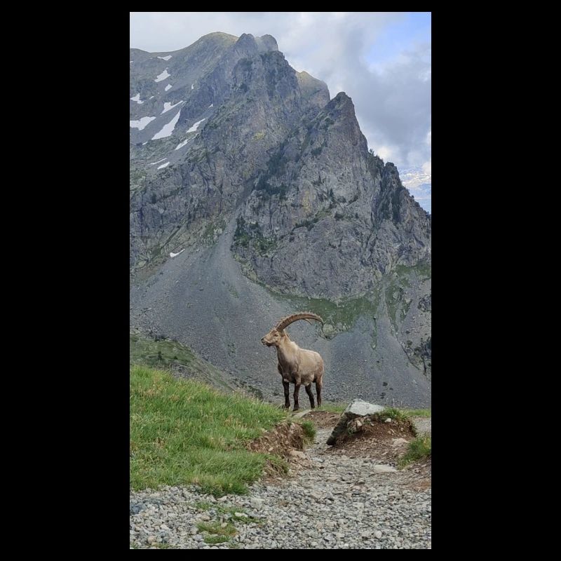 Alpine ibex