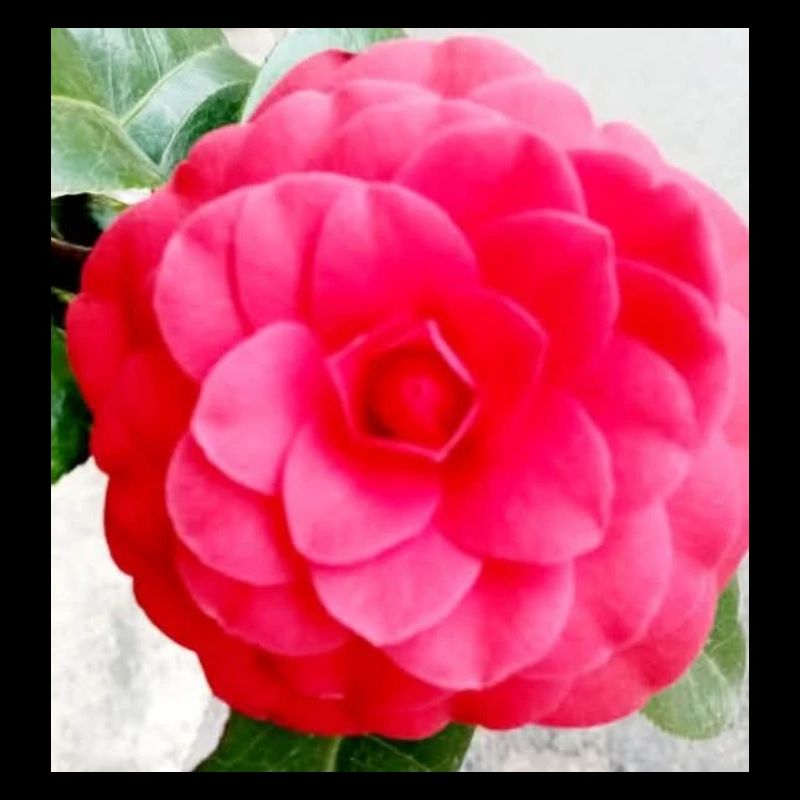 Camélia Rose Intense