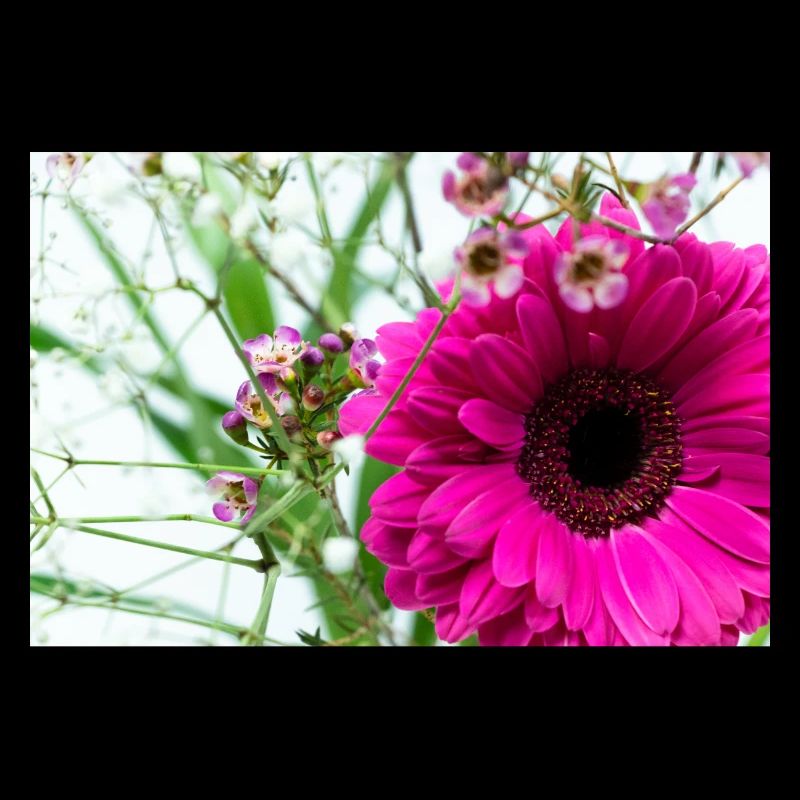 Pink Gerbera Blossom Floral Pattern