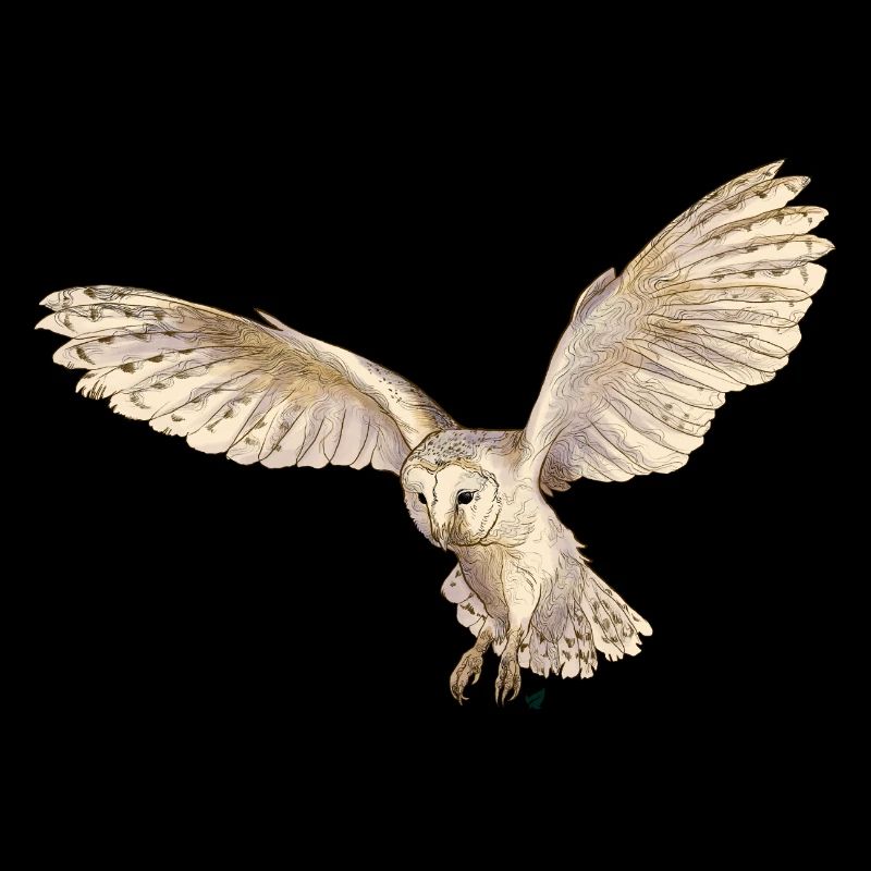 Wunderschöne Schleiereule im Flug