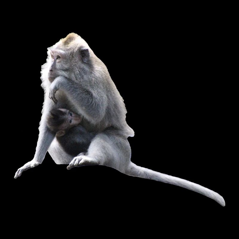 Affe