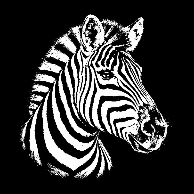 Zebra – schwarz-weiße Grafik mit einem Zebra