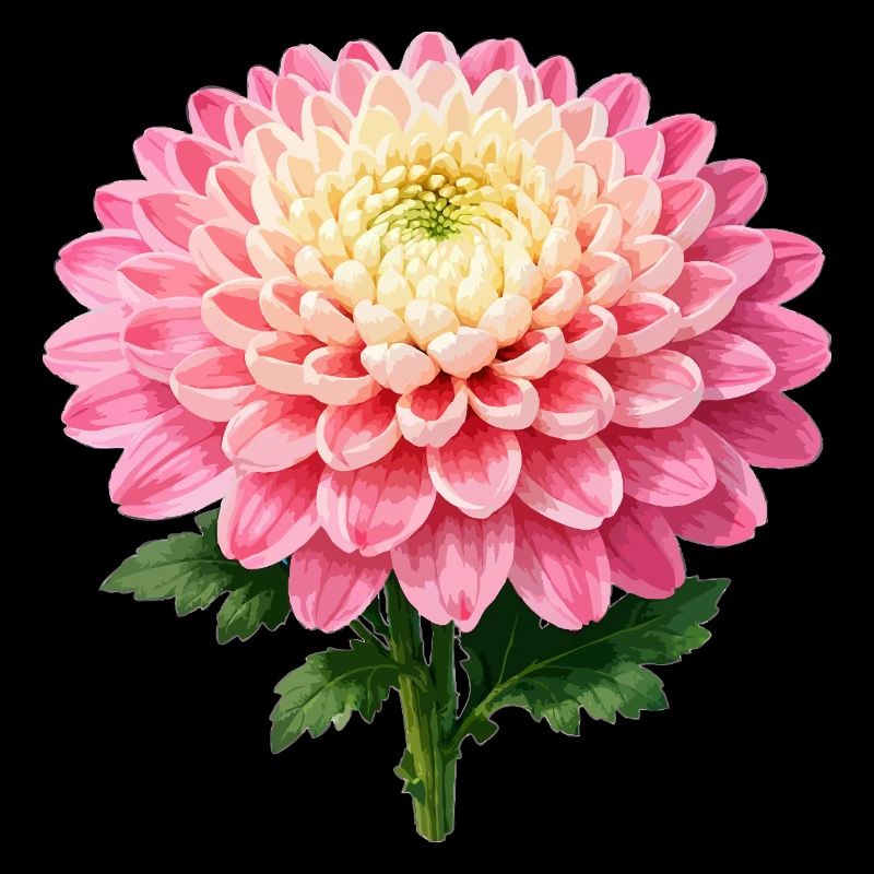 Fleur de chrysanthème rose