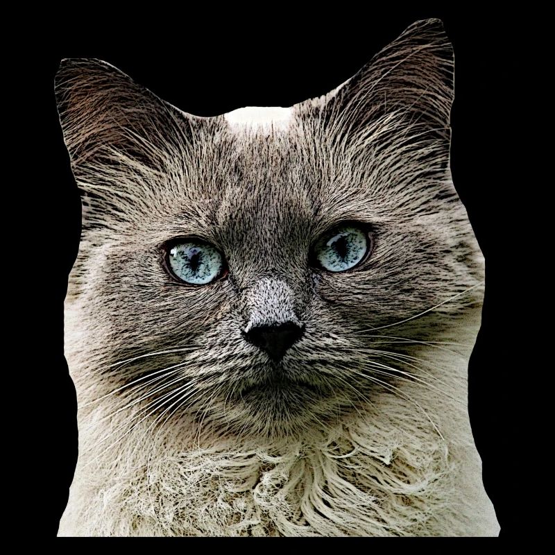 Chat Chat cat Cats Tête de chat