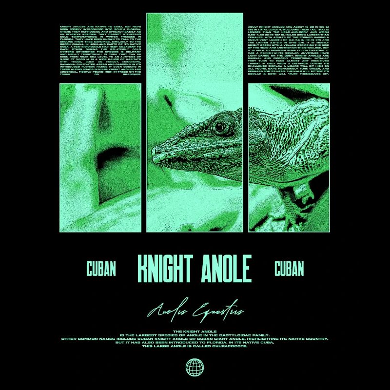 Cuban Knight Anole Lizard Owner Reptile Keeper