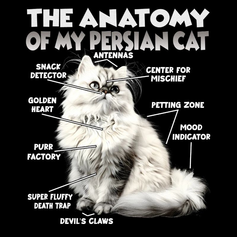 Chats Persans T | Chat persan Chats Chat persan Chat persan