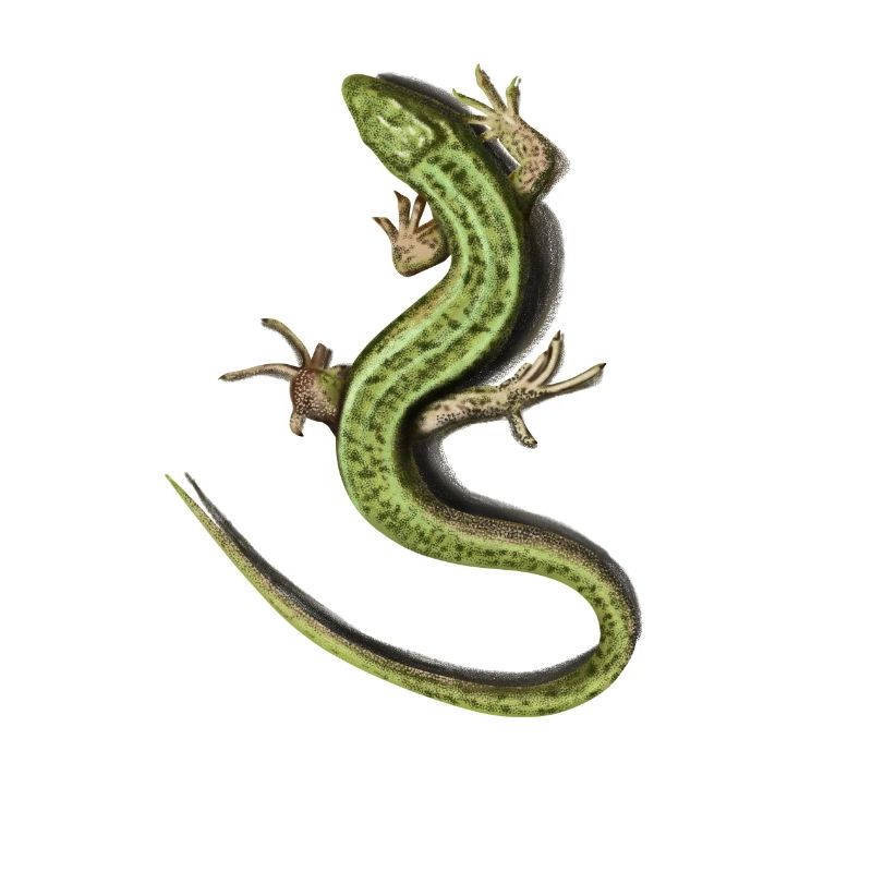 Lizard