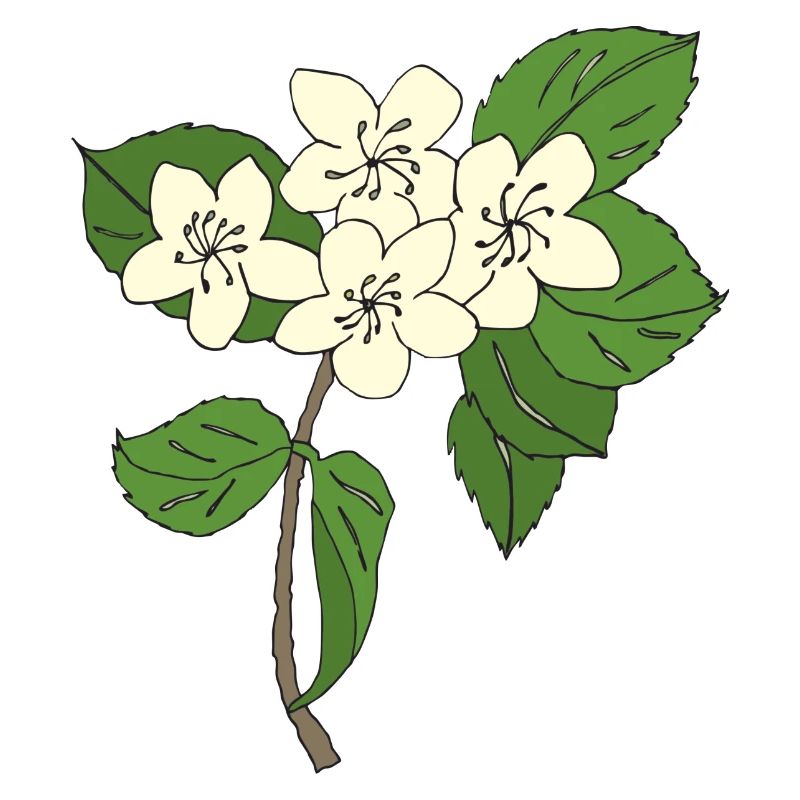 pear tree blossoms