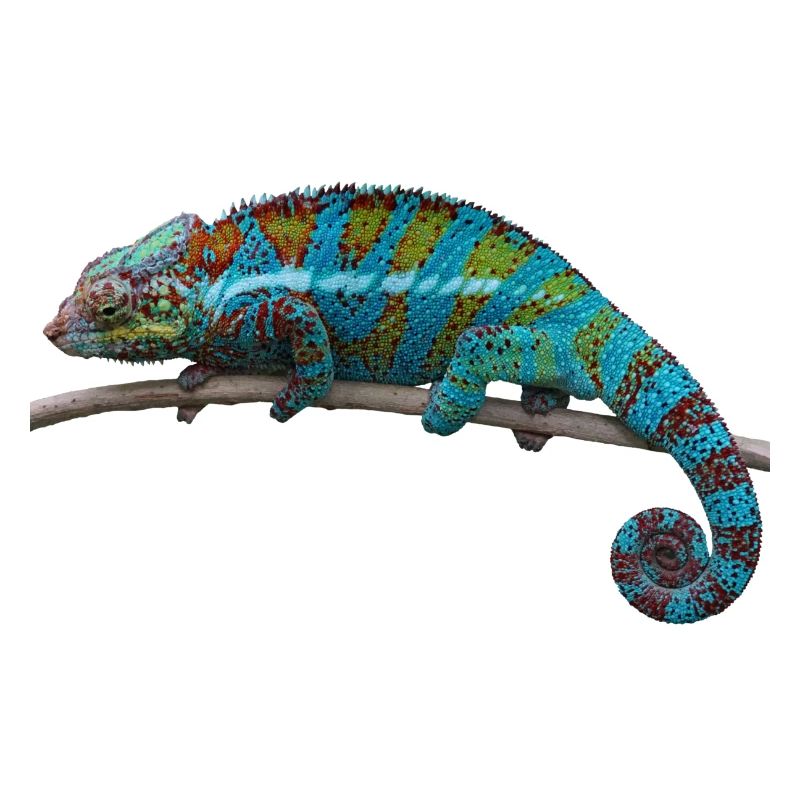 Caméléon