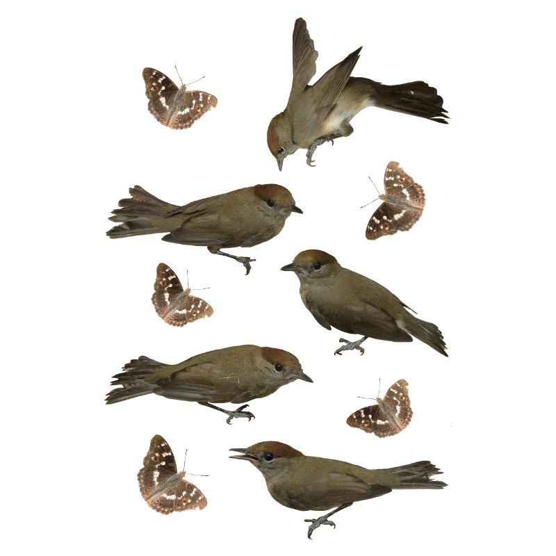 Passerine Blackcap with Schiller Butterfly