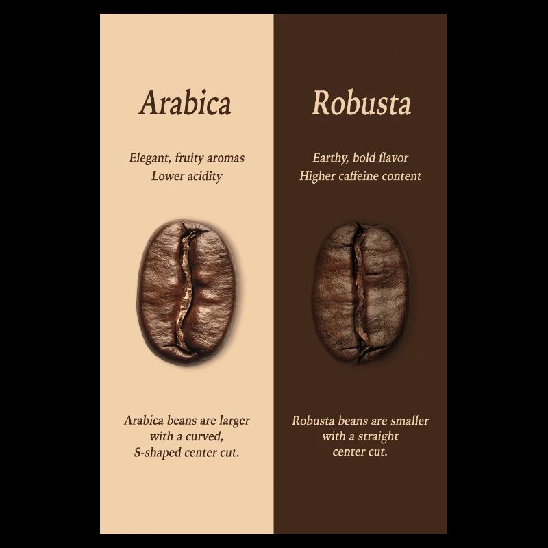Arabica vs Robusta Coffee Guide Poster