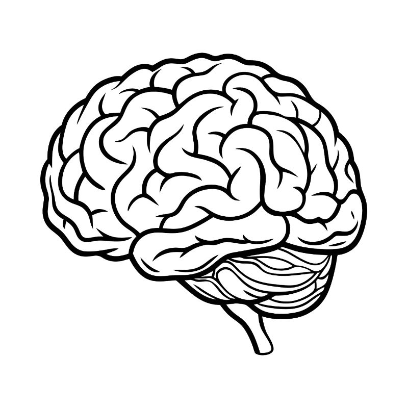 Brain