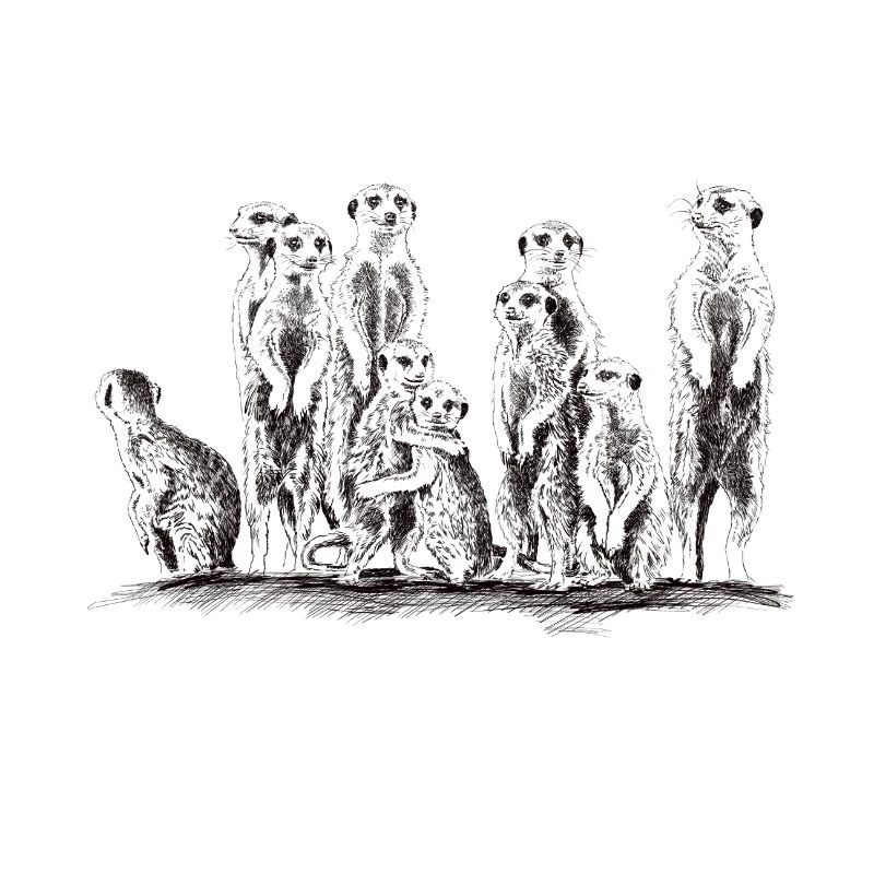 Erdmännchen