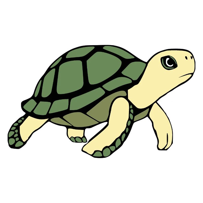 Turtle Turtles