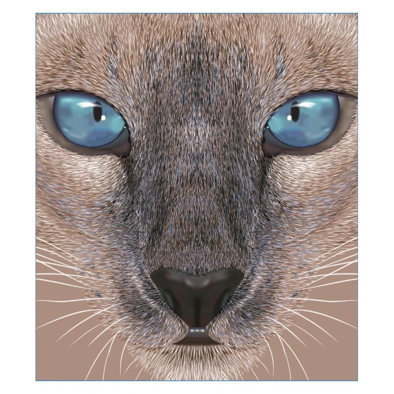 Siamese cat