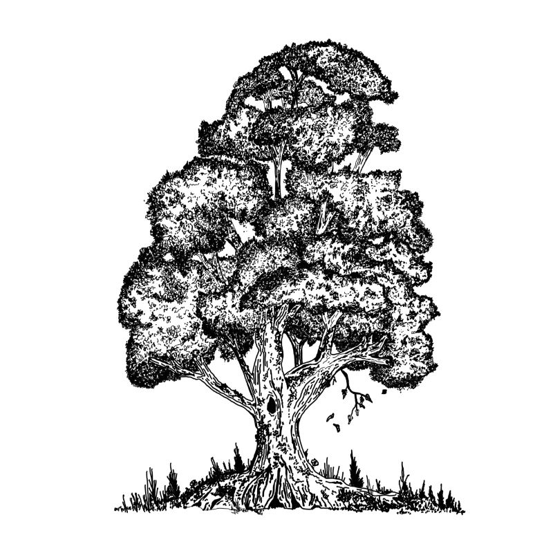 MJR - Schwarzer Baum