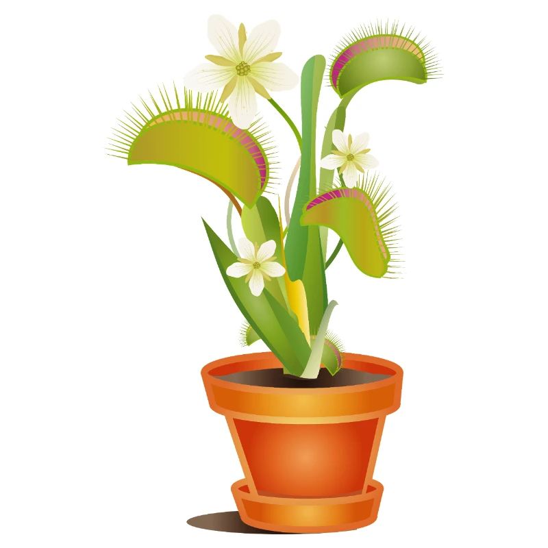 Déléve attrape-mouches en pot – illustration colorée