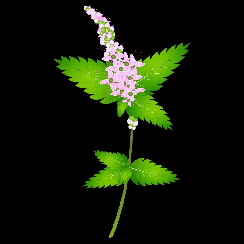 Mint with flowers – nature motif for herb lovers