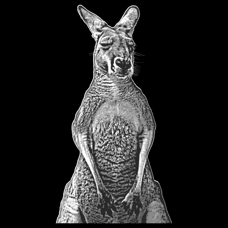 Känguru lineart