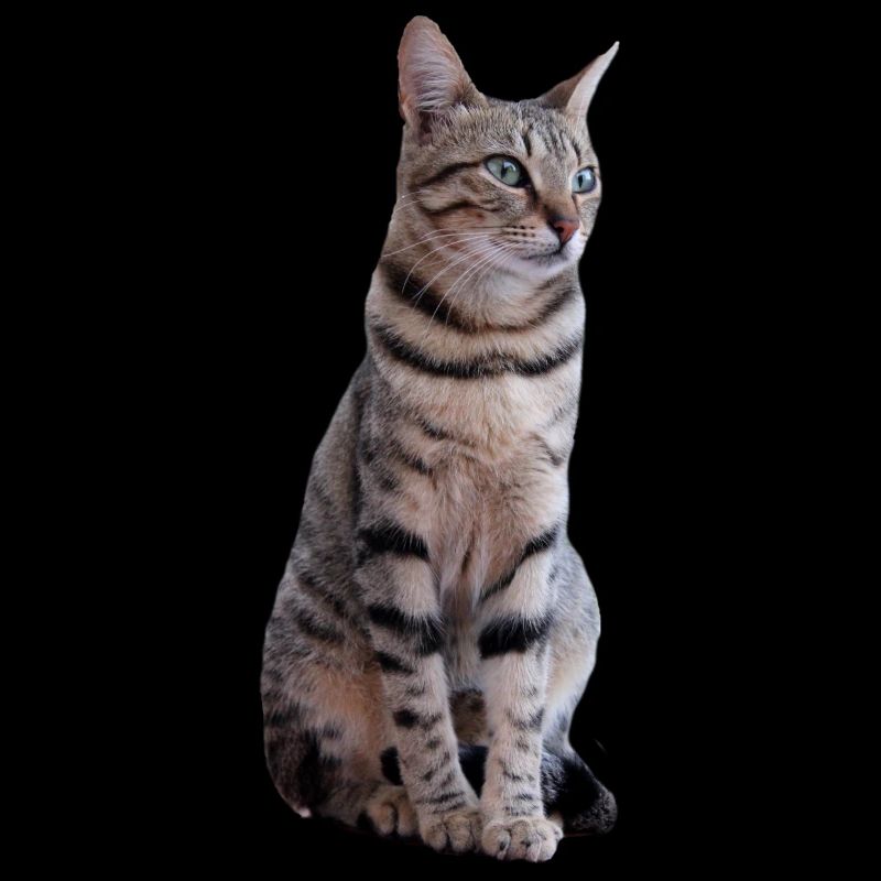 Chat