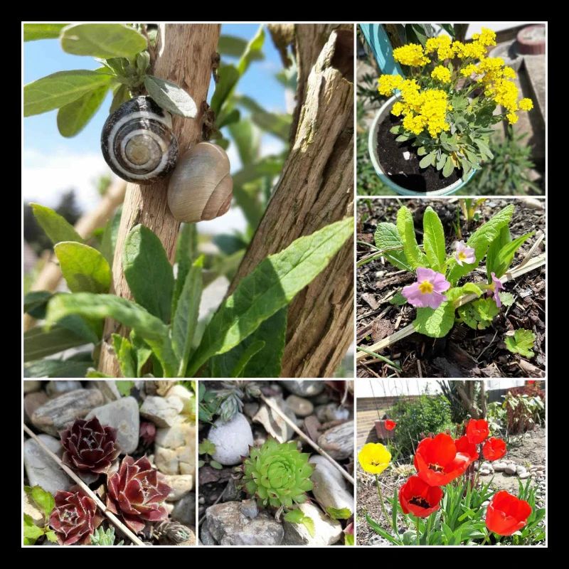 Various garden plants and snails