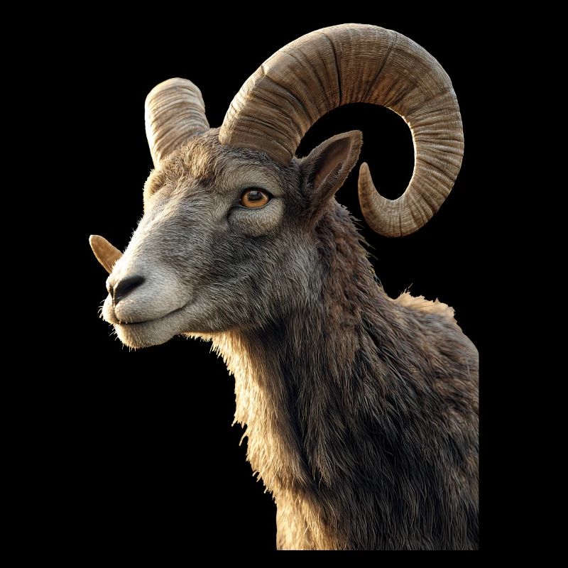 Widder Mufflon Aries Wilde Schafe Männliches Schaf
