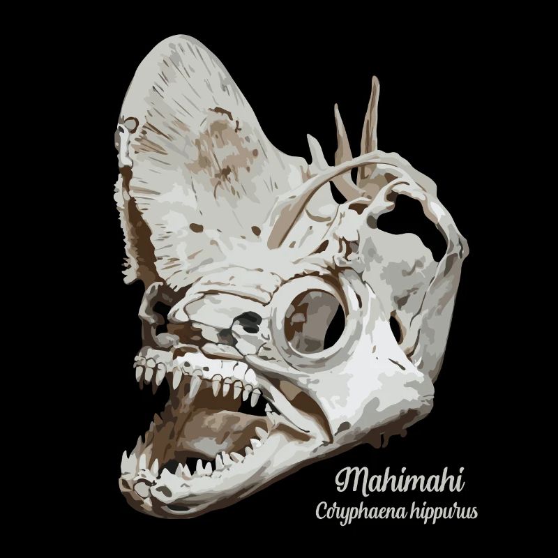 Fossil dolphinfish Mahimahi skull