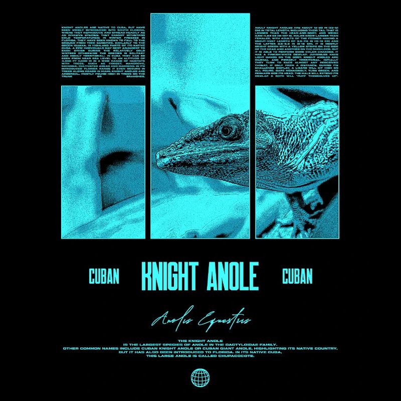 Cuban Knight Anole Lizard Owner Reptile Keeper