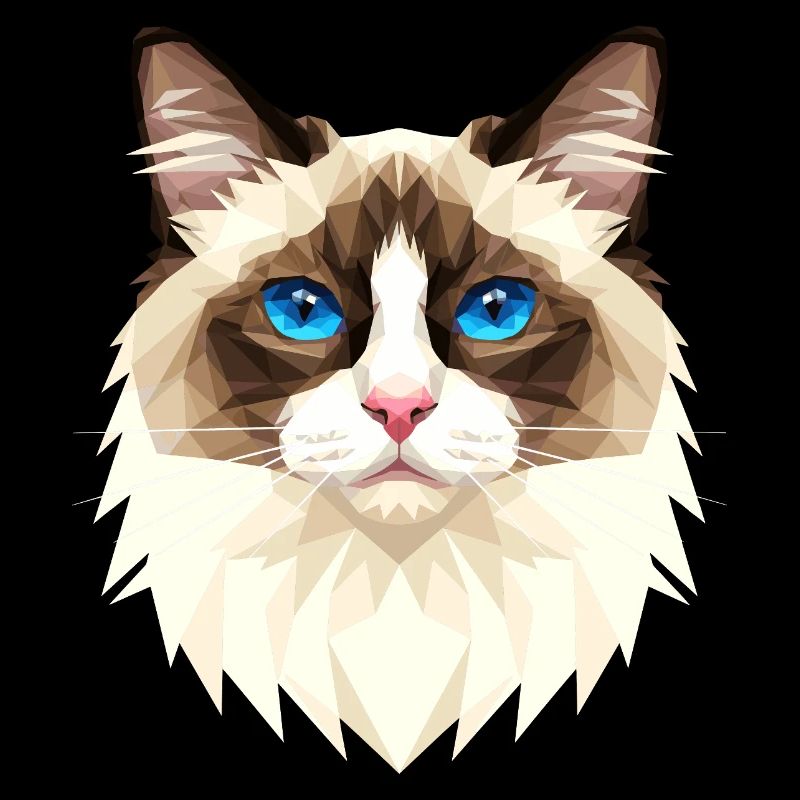 Ragdoll Chat Ragdoll Chat Mignons Chats Ragdoll