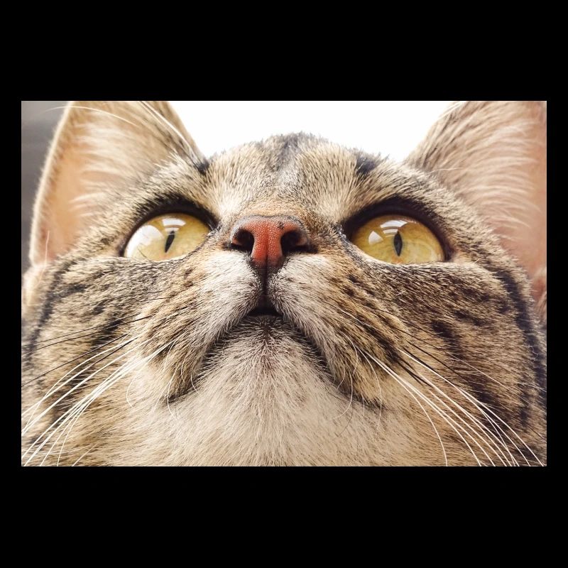 Visage de chat Minka