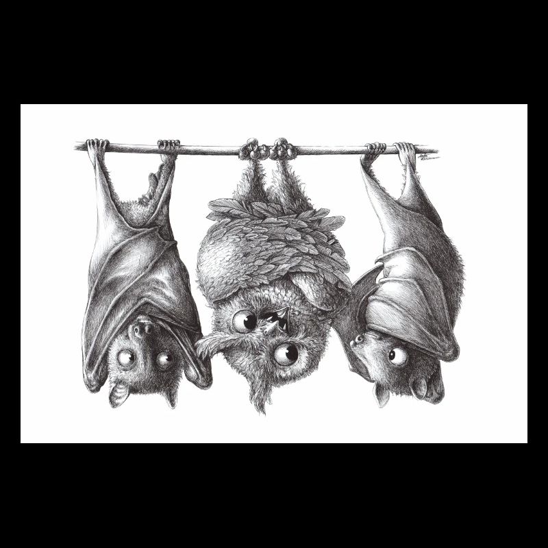 Chouette et chauve-souris vampire