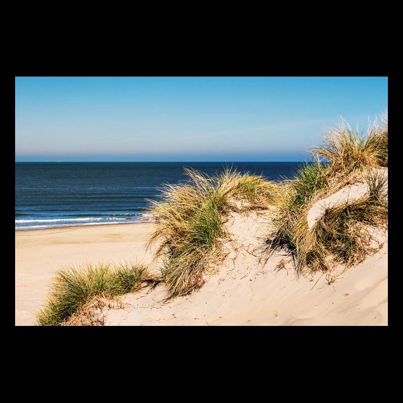 Dunes de plage au soleil