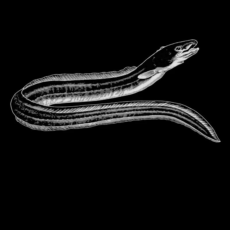 eel