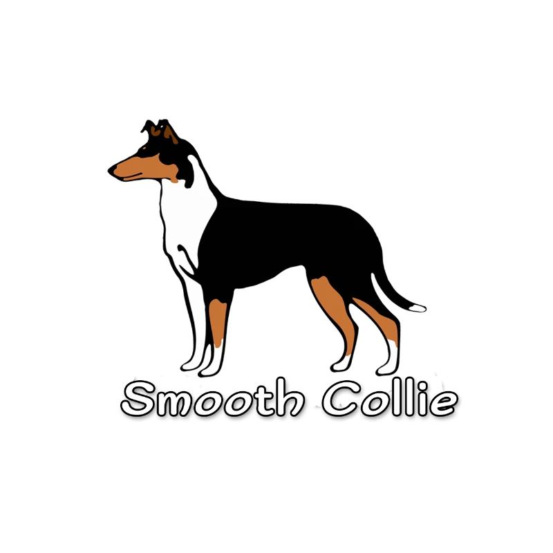 Smooth Collie tricolour