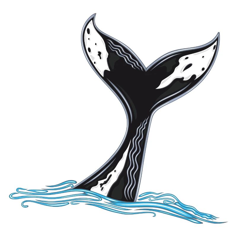 Rorqual commun