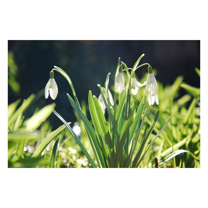 perce-neige printemps floraison design