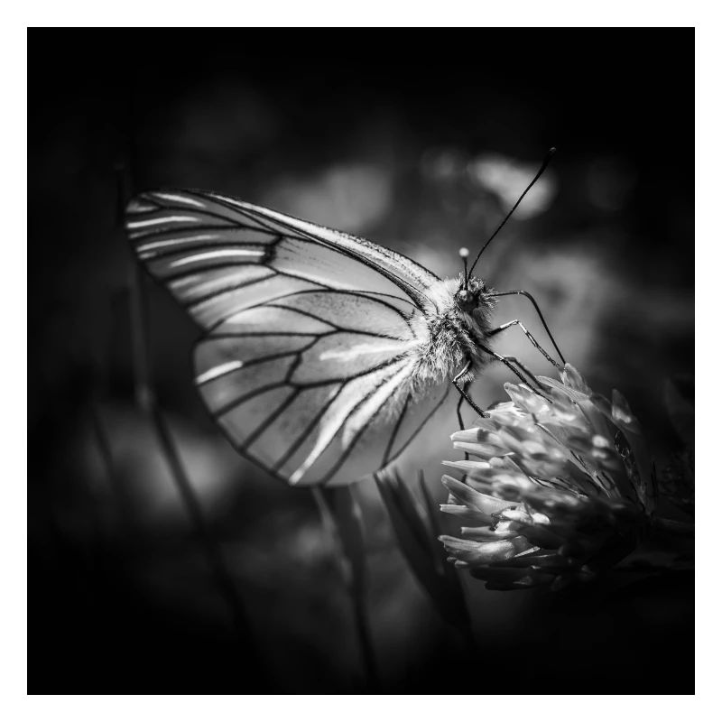 Papillon gros plan affiche noir et blanc