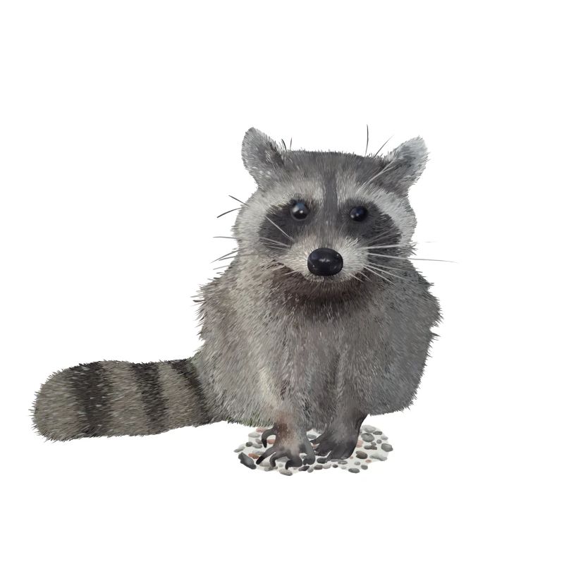 Waschbär