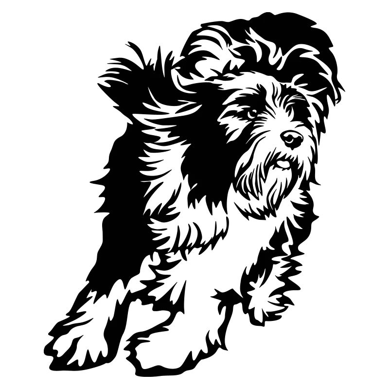 Bearded Collie