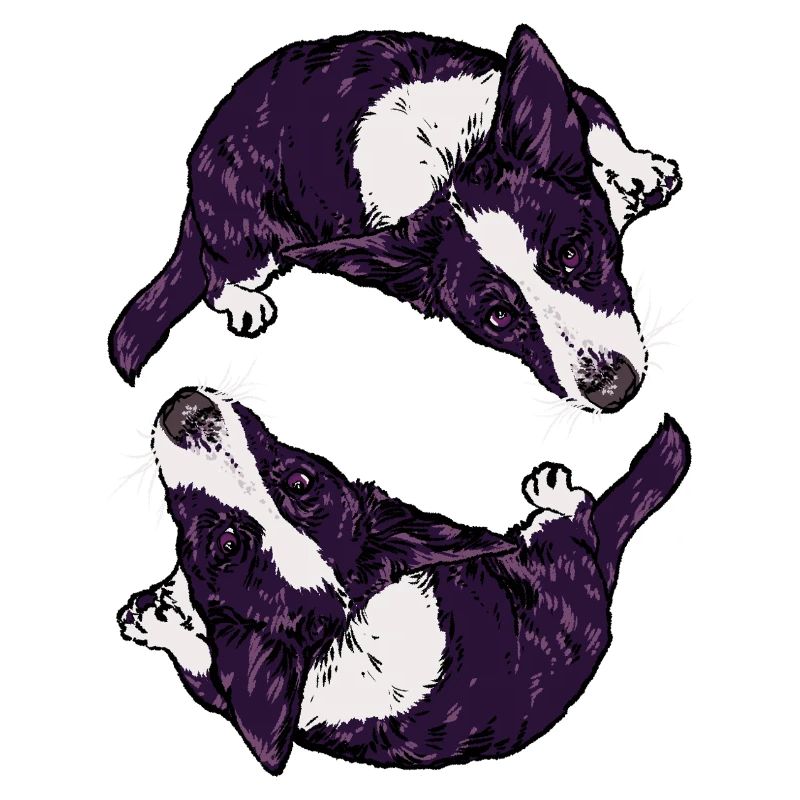 Corgis