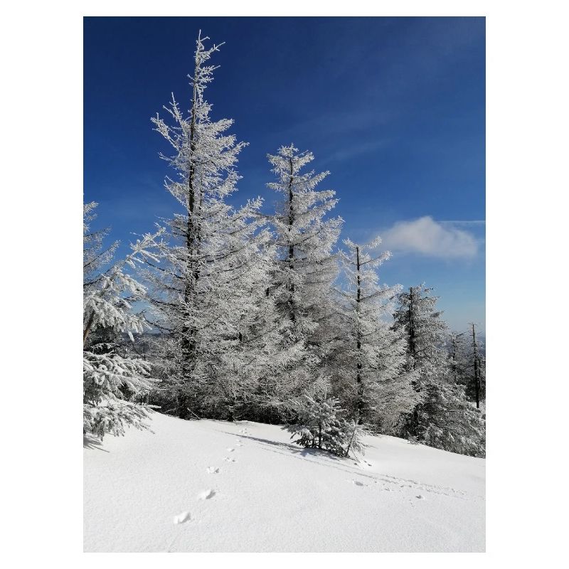 Winter Forest Snow Magic