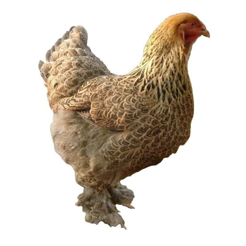 Poulet