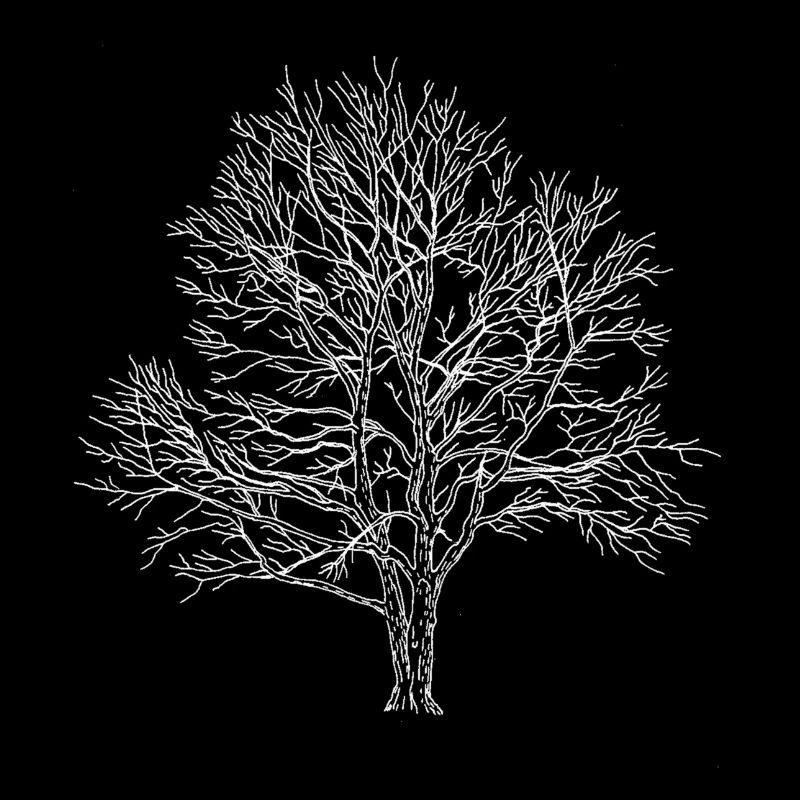 Weißer Baum Silhouette Eiche Wald Natur 