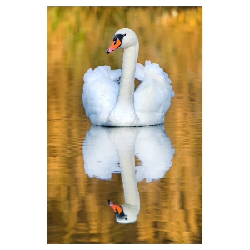 Schwanensee, Schwan im See mit Spiegelbild