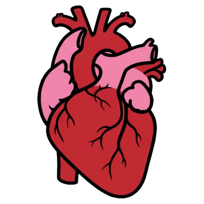 Anatomical Heart Realistic Organ Vector