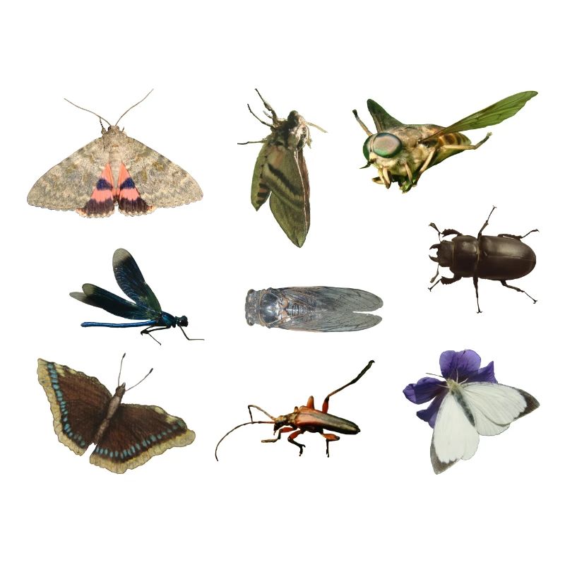 insecte