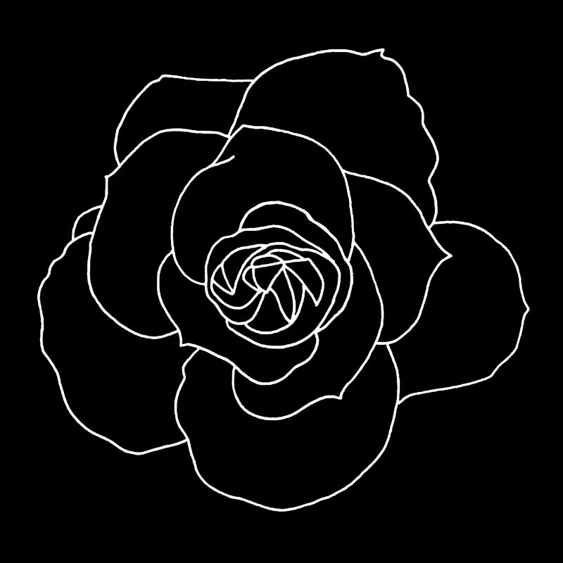 Rose blanche