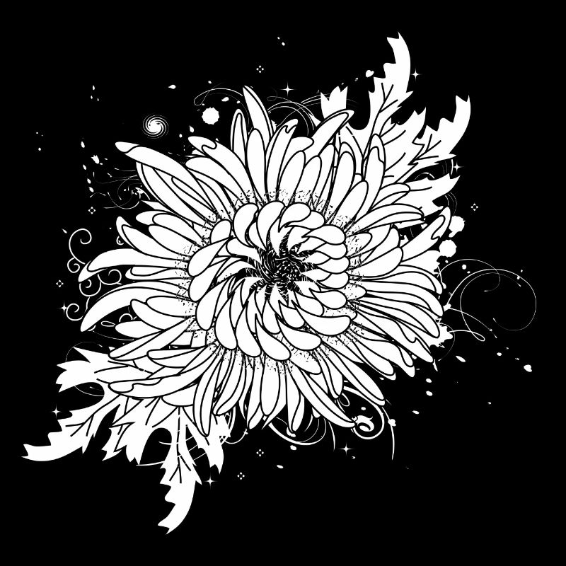white chrysanthemum