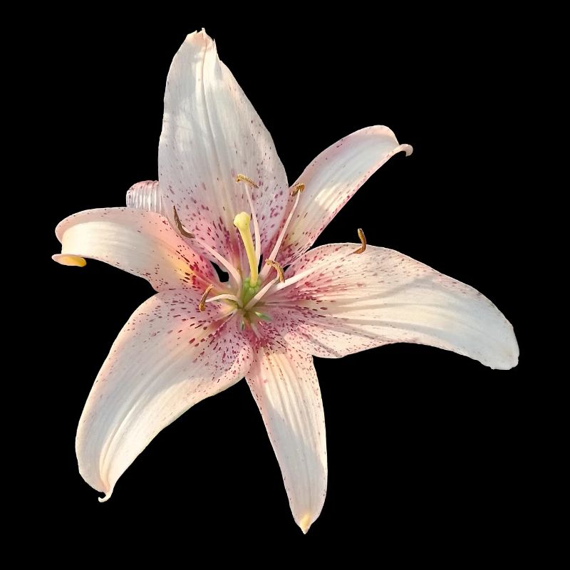Lily Roses Blossoms